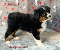 Diamond, a male Toy Australian Shepherd for sale in Lafayette, CA – Photo 3 of 5
