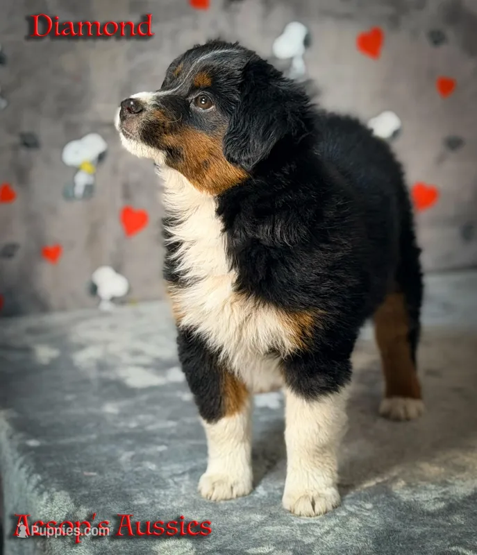Diamond – Toy Australian Shepherd puppy for sale in Lafayette, CA
