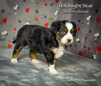 Midnight Star, a female Miniature Australian Shepherd and Miniature American Shepherd for sale in Lafayette, CA – 3 of 5