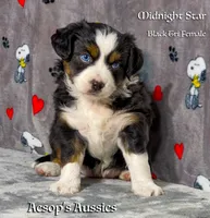 Midnight Star, a female Miniature Australian Shepherd and Miniature American Shepherd for sale in Lafayette, CA – 1 of 5