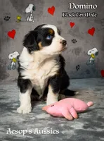 Domino, a male Miniature Australian Shepherd and Miniature American Shepherd for sale in Lafayette, CA – 2 of 4