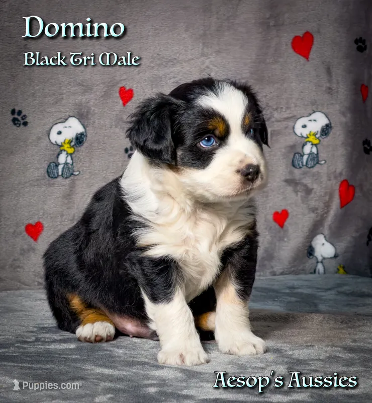 Domino – Miniature Australian Shepherd, Miniature American Shepherd puppy for sale in Lafayette, CA
