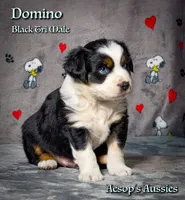 Domino, a male Miniature Australian Shepherd and Miniature American Shepherd for sale in Lafayette, CA – 1 of 4