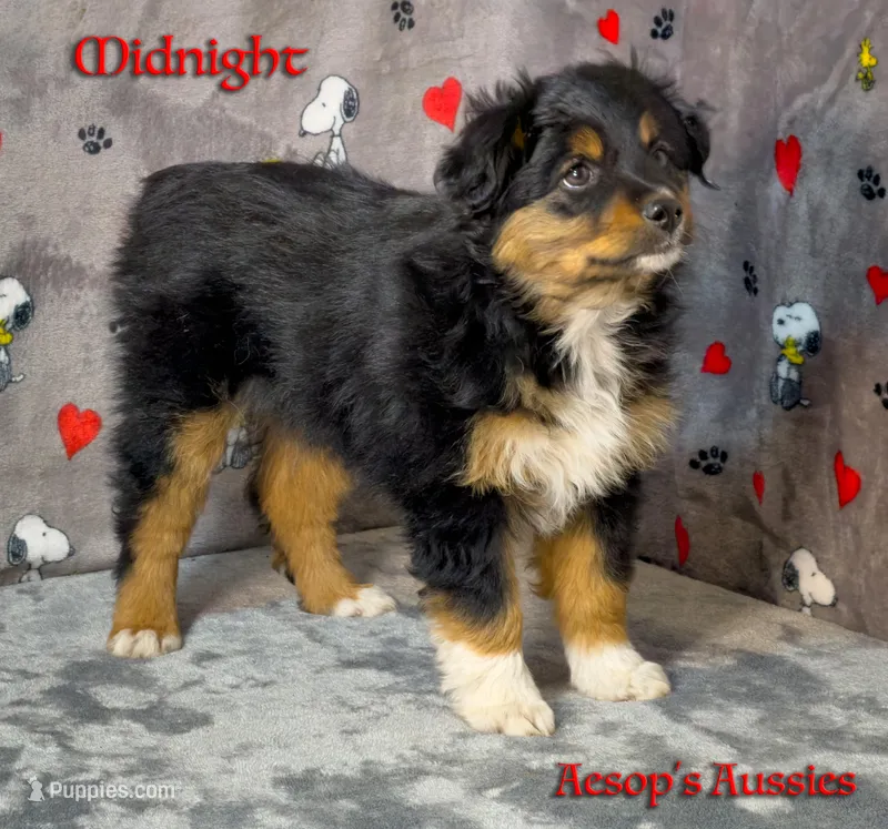 Midnight – Toy Australian Shepherd puppy for sale in Lafayette, CA