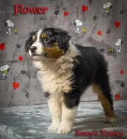 Flower, a female Toy Australian Shepherd for sale in Lafayette, CA – Photo 3 of 5