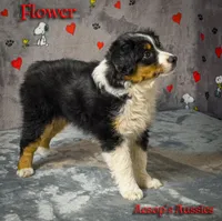 Flower, a female Toy Australian Shepherd for sale in Lafayette, CA – Photo 2 of 5