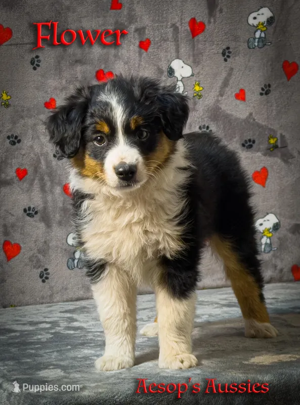 Flower – Toy Australian Shepherd puppy for sale in Lafayette, CA