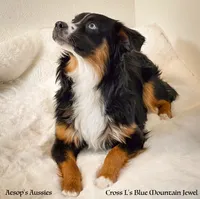 Midnight Star, a female Miniature Australian Shepherd and Miniature American Shepherd for sale in Lafayette, CA – 5 of 5