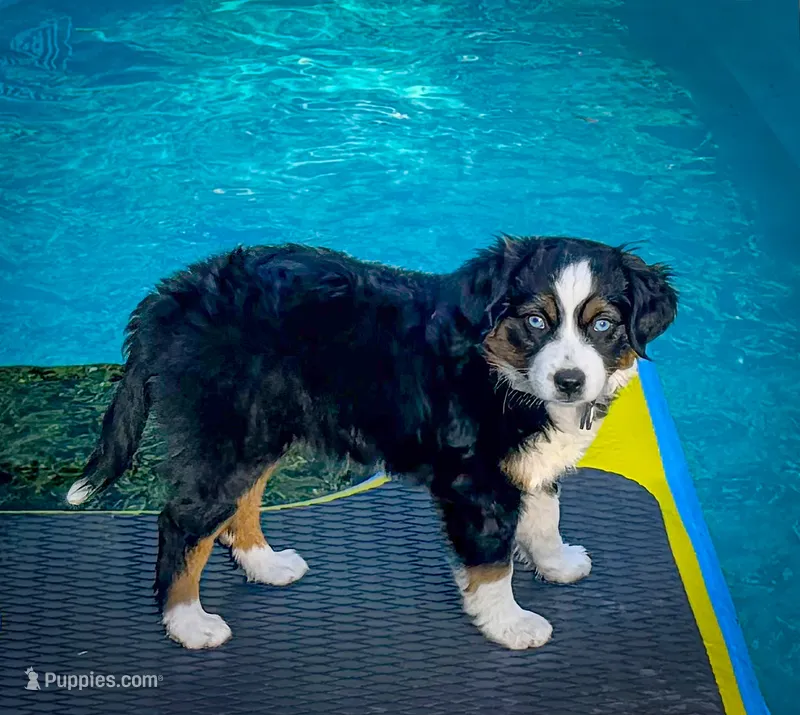 Domino – Miniature Australian Shepherd, Miniature American Shepherd puppy for sale in Lafayette, CA