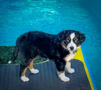 Domino, a male Miniature Australian Shepherd for sale in Lafayette, CA – 1 of 2