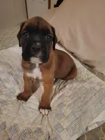 Sweetheart , a female Boxer for sale in Fountain Inn, SC – Photo 2 of 3