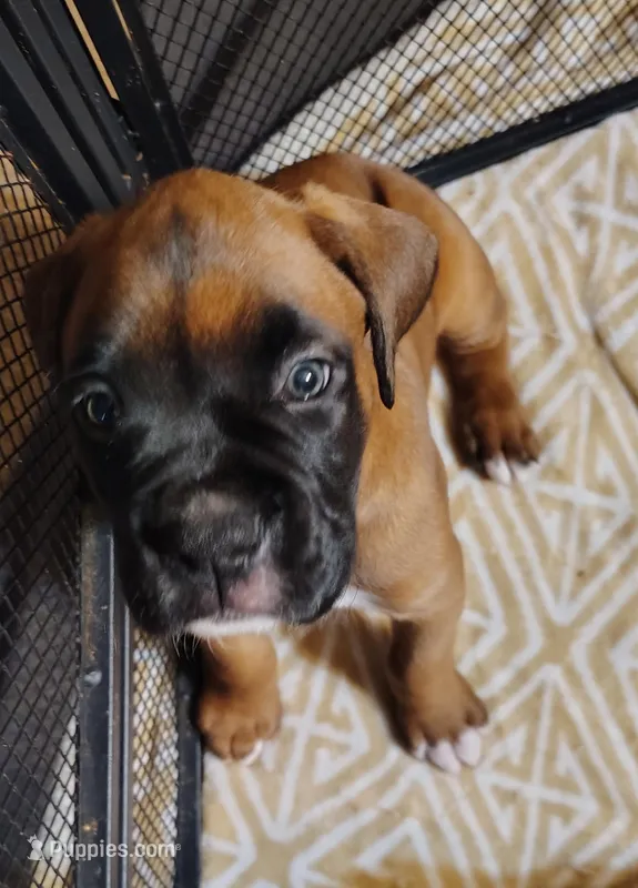 Sweetheart  – Boxer puppy for sale in Fountain Inn, SC