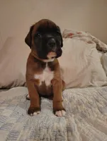 Sweetheart , a female Boxer for sale in Fountain Inn, SC – Photo 3 of 3