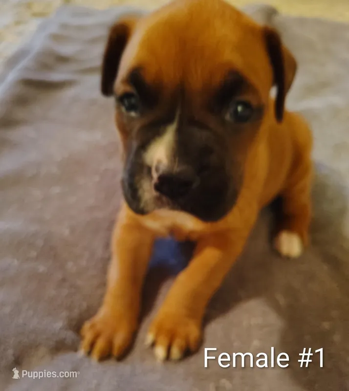 Sweet Girl #1 – Boxer puppy for sale in Fountain Inn, SC
