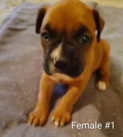 Sweet Girl #1, a female Boxer for sale in Fountain Inn, SC – Photo 1 of 2