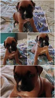 Sweet Girl #1, a female Boxer for sale in Fountain Inn, SC – Photo 2 of 2