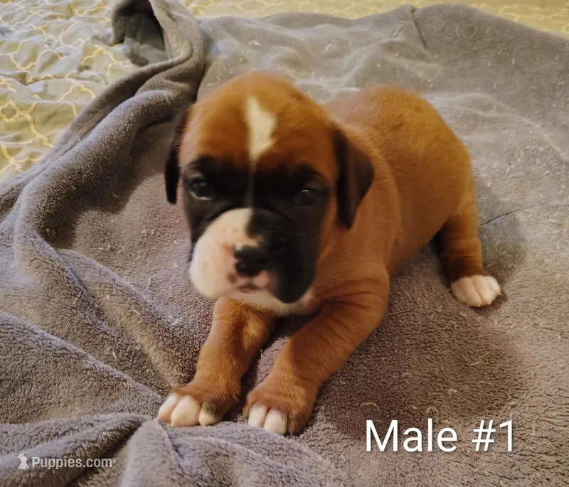 Sweet Boy #1 – Boxer puppy for sale in Fountain Inn, SC