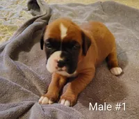 Sweet Boy #1, a male Boxer for sale in Fountain Inn, SC – Photo 1 of 2