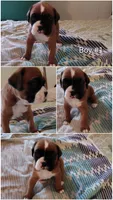 Sweet Boy #1, a male Boxer for sale in Fountain Inn, SC – Photo 2 of 2