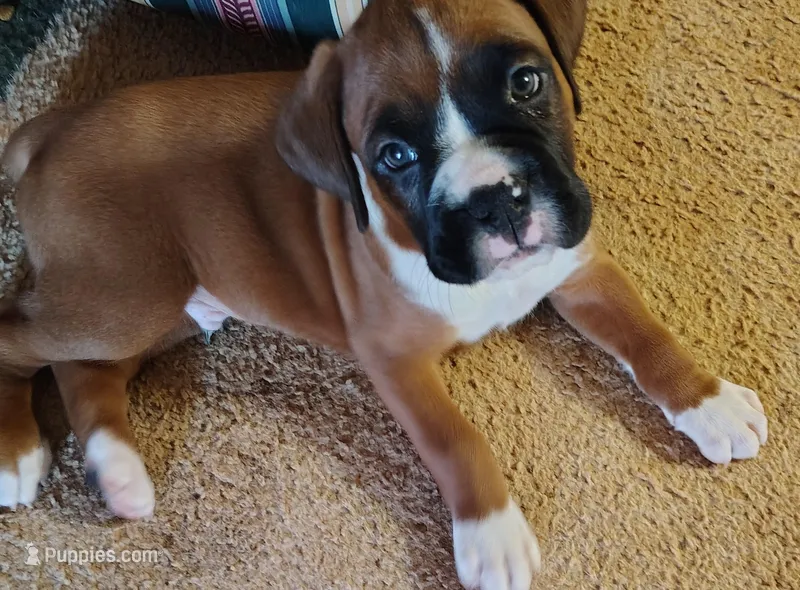 Handsome little boy  – Boxer puppy for sale in Fountain Inn, SC
