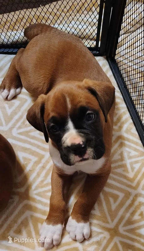 Handsome little boy  – Boxer puppy for sale in Fountain Inn, SC
