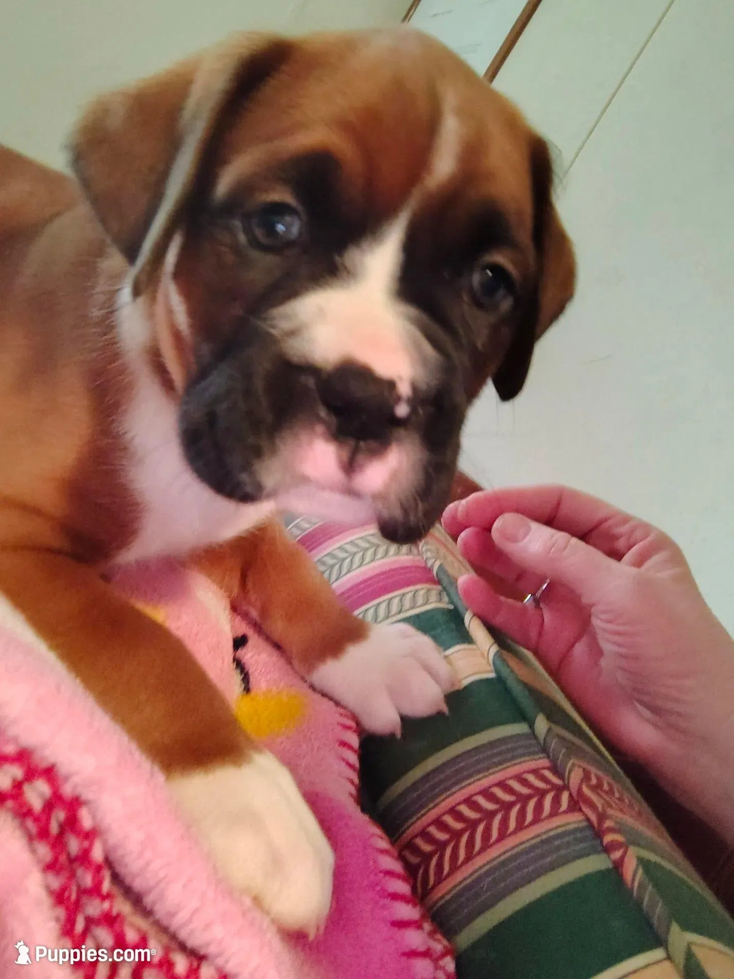 Handsome little boy , a male Boxer for sale in Fountain Inn, SC – Photo 1 of 5