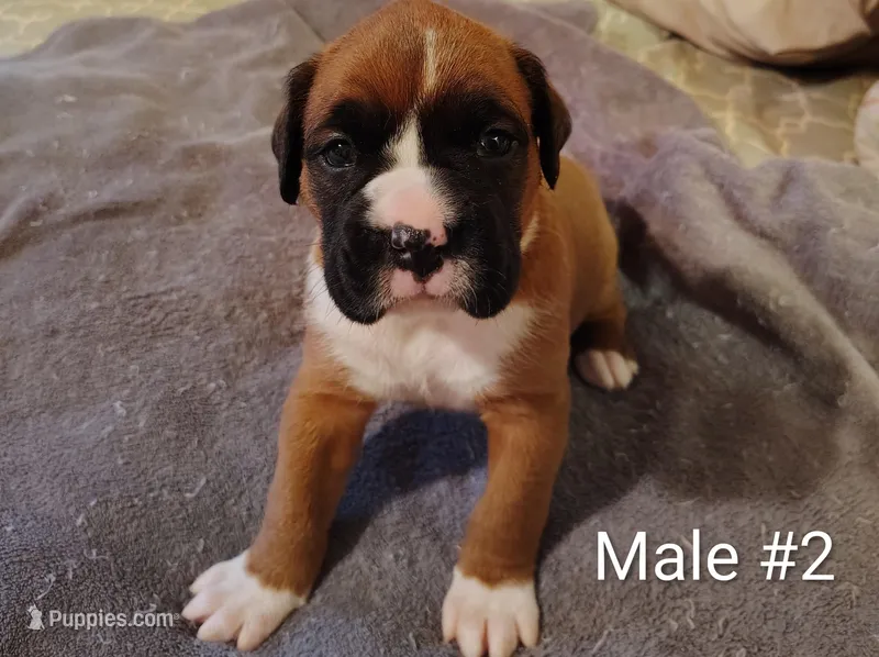 Sweet Boy #2 – Boxer puppy for sale in Fountain Inn, SC