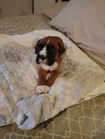 Handsome little boy , a male Boxer for sale in Fountain Inn, SC – Photo 2 of 5