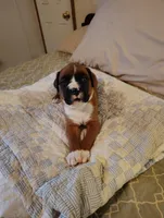 Handsome little boy , a male Boxer for sale in Fountain Inn, SC – Photo 5 of 5