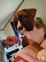 Handsome little boy , a male Boxer for sale in Fountain Inn, SC – Photo 4 of 5