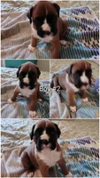 Sweet Boy #2, a male Boxer for sale in Fountain Inn, SC – Photo 2 of 2