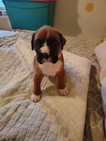 Handsome little boy , a male Boxer for sale in Fountain Inn, SC – Photo 3 of 5