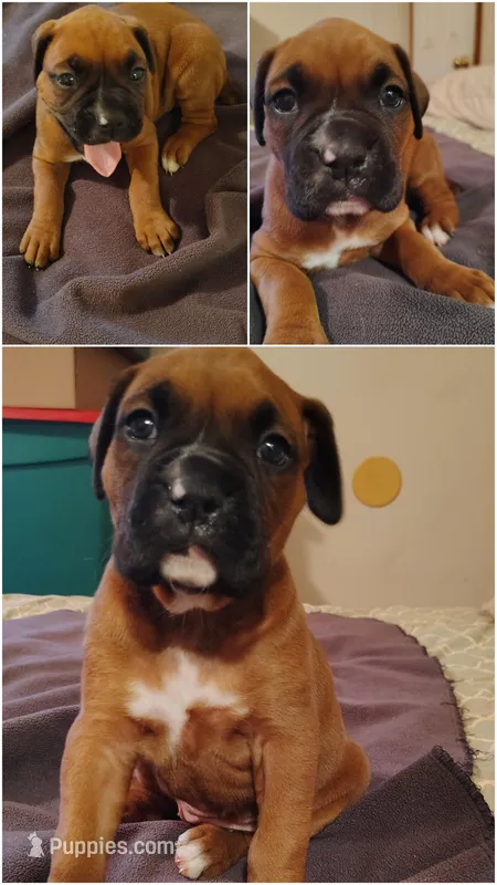 Little princess  – Boxer puppy on hold in Fountain Inn, SC