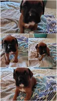 Sweet Girl #2, a female Boxer for sale in Fountain Inn, SC – Photo 2 of 2