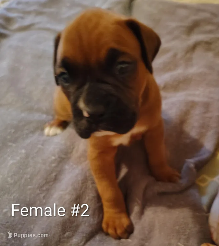 Sweet Girl #2 – Boxer puppy for sale in Fountain Inn, SC