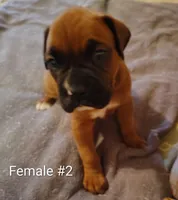 Sweet Girl #2, a female Boxer for sale in Fountain Inn, SC – Photo 1 of 2