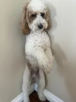 Coco, a male Poodle - Miniature  for sale in Van Nuys, CA – 5 of 5