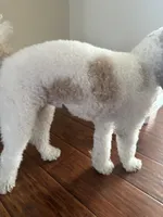 Coco, a male Poodle - Miniature  for sale in Van Nuys, CA – 2 of 5