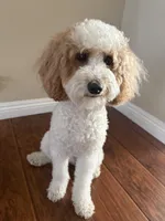 Coco, a male Poodle - Miniature  for sale in Van Nuys, CA – 3 of 5