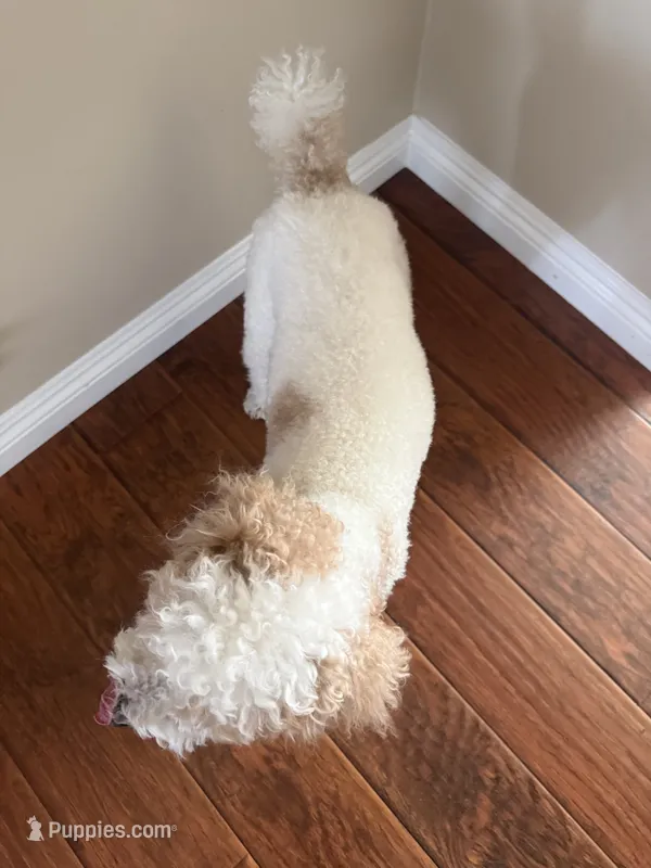 Coco – Poodle - Miniature  puppy for sale in Van Nuys, CA