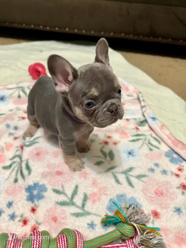 Ready Now! Violet: Blue & Tan/DNA Clr Parents/CH Lines/Flight – French Bulldog puppy for sale in Dayton, OH
