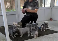 Henry: Ready Now! Lt Blue Fawn DNA Clr Parents/CH Lines/Flight, a male French Bulldog for sale in Dayton, OH – Photo 6 of 6