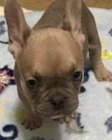 Henry: Ready Now! Lt Blue Fawn DNA Clr Parents/CH Lines/Flight, a male French Bulldog for sale in Dayton, OH – Photo 3 of 6