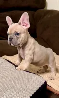 Henry: Ready Now! Lt Blue Fawn DNA Clr Parents/CH Lines/Flight, a male French Bulldog for sale in Dayton, OH – Photo 2 of 6