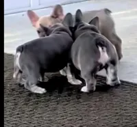 Henry: Ready Now! Lt Blue Fawn DNA Clr Parents/CH Lines/Flight, a male French Bulldog for sale in Dayton, OH – Photo 5 of 6