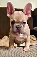 Henry: Ready Now! Lt Blue Fawn DNA Clr Parents/CH Lines/Flight, a male French Bulldog for sale in Dayton, OH – Photo 1 of 6