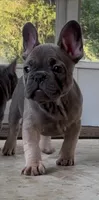 Baby B: Ready Now!  Blue Fawn -DNA Clr Parents/CH Lines/Flight Nanny, a female French Bulldog for sale in Dayton, OH – Photo 3 of 5