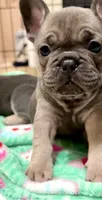 Baby B: Ready Now!  Blue Fawn -DNA Clear Parents/CH Lines/Flight Nanny, a female French Bulldog for sale in Dayton, OH – Photo 4 of 6