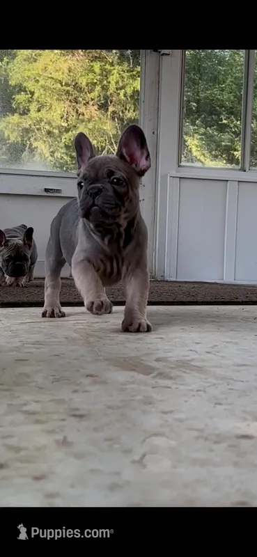 Baby B: Ready Now!  Blue Fawn -DNA Clr Parents/CH Lines/Flight Nanny – French Bulldog puppy for sale in Dayton, OH