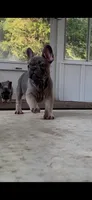 Baby B: Ready Now!  Blue Fawn -DNA Clear Parents/CH Lines/Flight Nanny, a female French Bulldog for sale in Dayton, OH – Photo 1 of 6